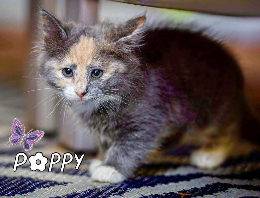 Poppy