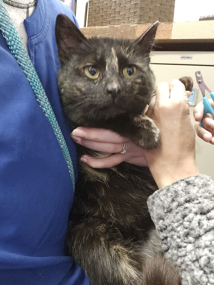 Oreo, an adoptable Domestic Short Hair in Bemidji, MN, 56601 | Photo Image 1