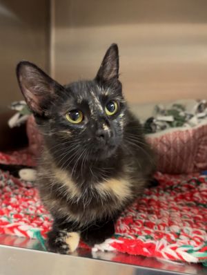 Oreo, Young Female Domestic Short Hair