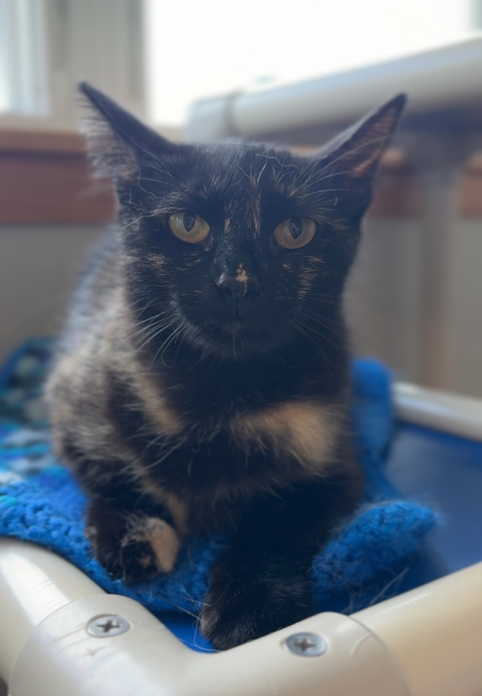 Oreo, an adoptable Domestic Short Hair in Bemidji, MN, 56601 | Photo Image 1