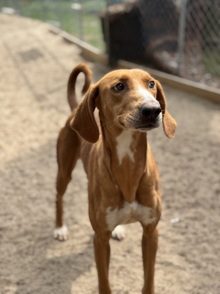AAD New Arrival! Rita - 25096, an adoptable Foxhound, Saluki in Armonk, NY, 10504 | Photo Image 1