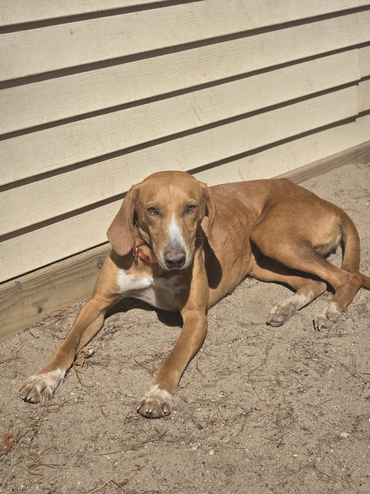 AAD New Arrival! Rita - 25096, an adoptable Foxhound, Saluki in Armonk, NY, 10504 | Photo Image 2