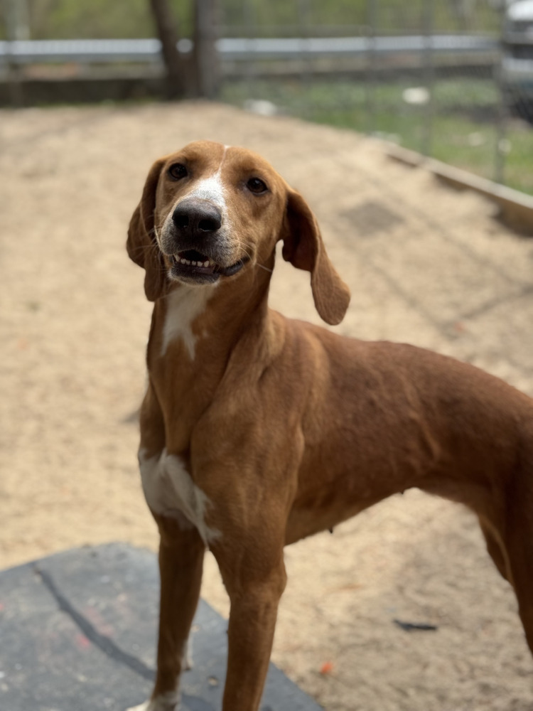 AAD New Arrival! Rita - 25096, an adoptable Foxhound, Saluki in Armonk, NY, 10504 | Photo Image 3