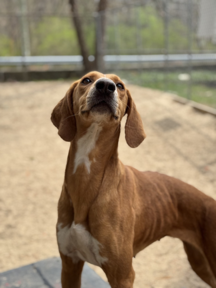 AAD New Arrival! Rita - 25096, an adoptable Foxhound, Saluki in Armonk, NY, 10504 | Photo Image 4