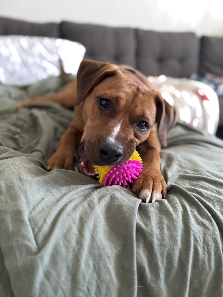 Scooby