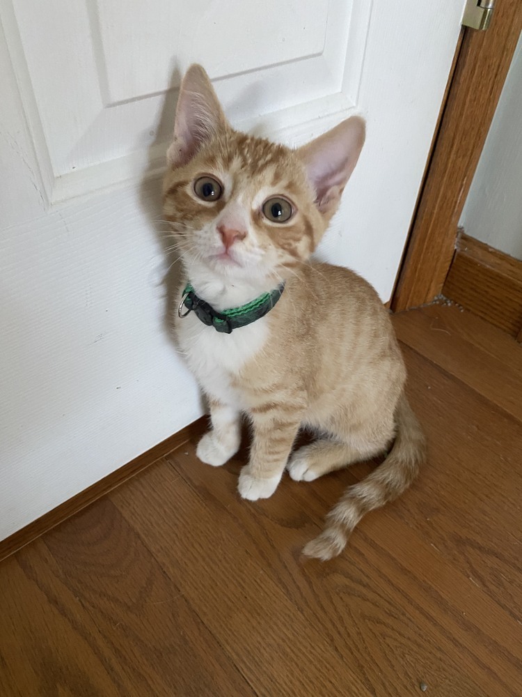 Marley (FKA Johnny 24-103 C)