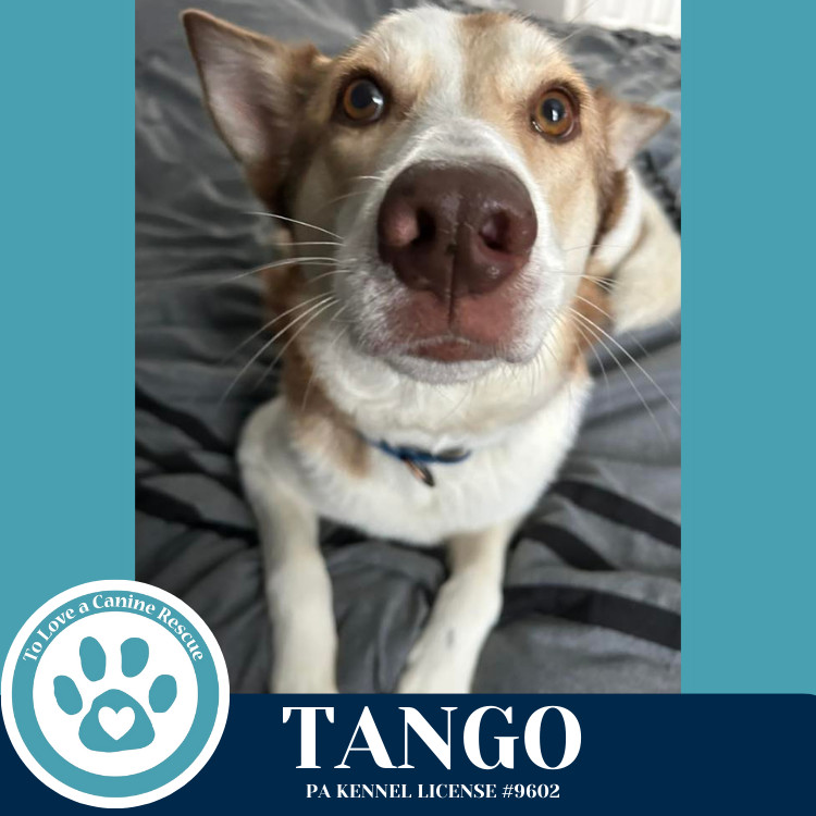 Tango 041925