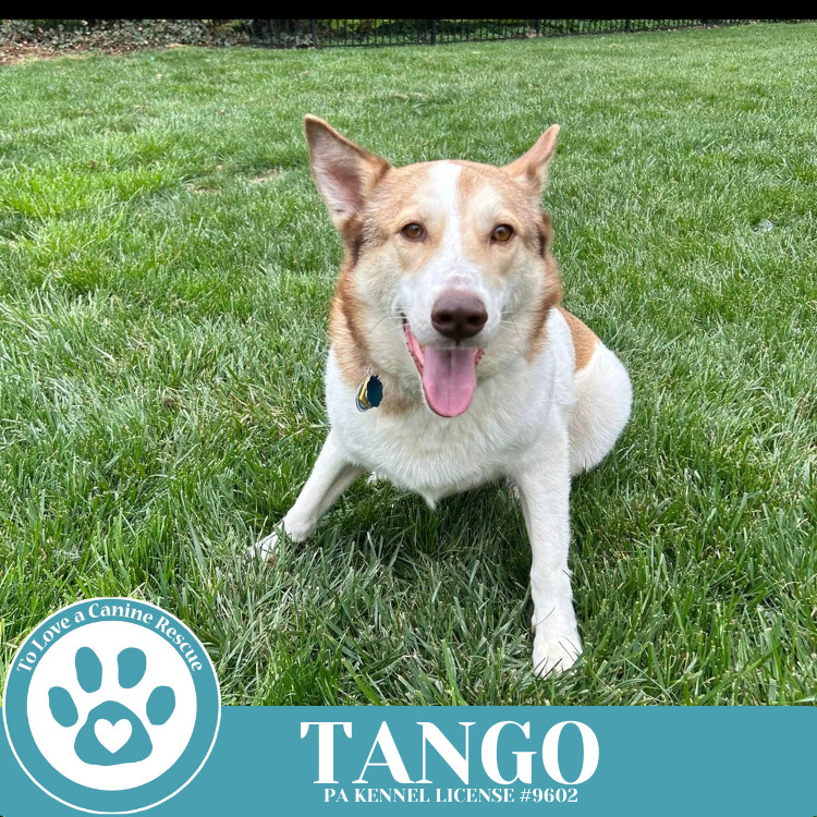 Tango 041925