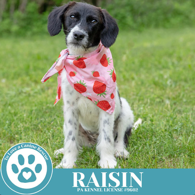 Raisin 041925