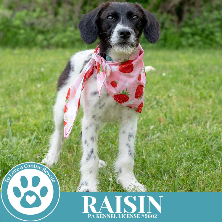 Raisin 041925