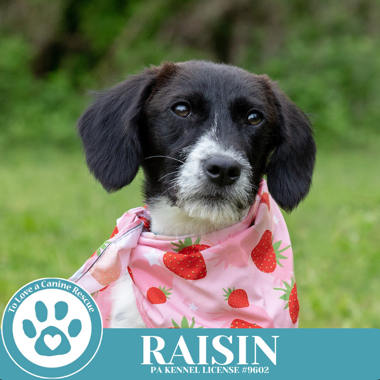 Raisin 041925