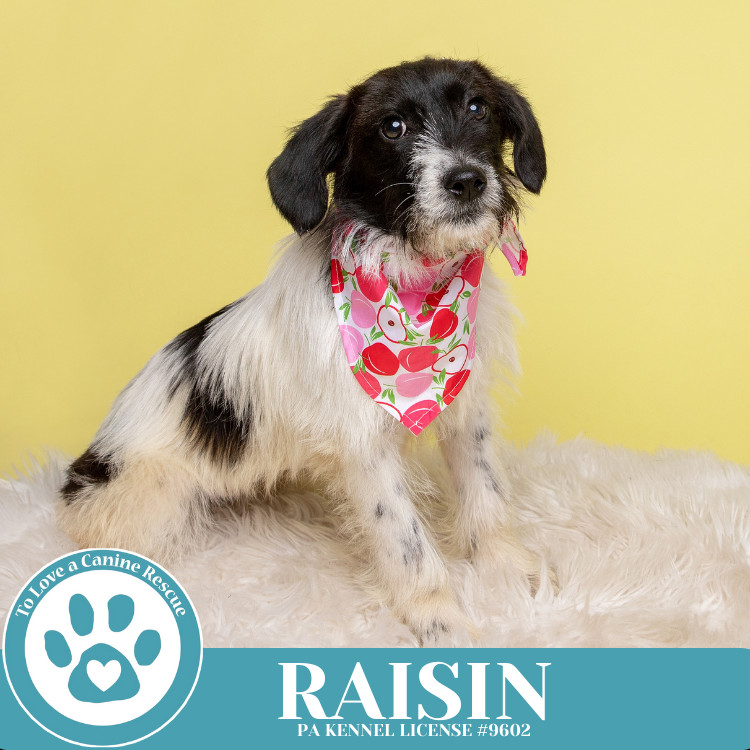 Raisin 041925