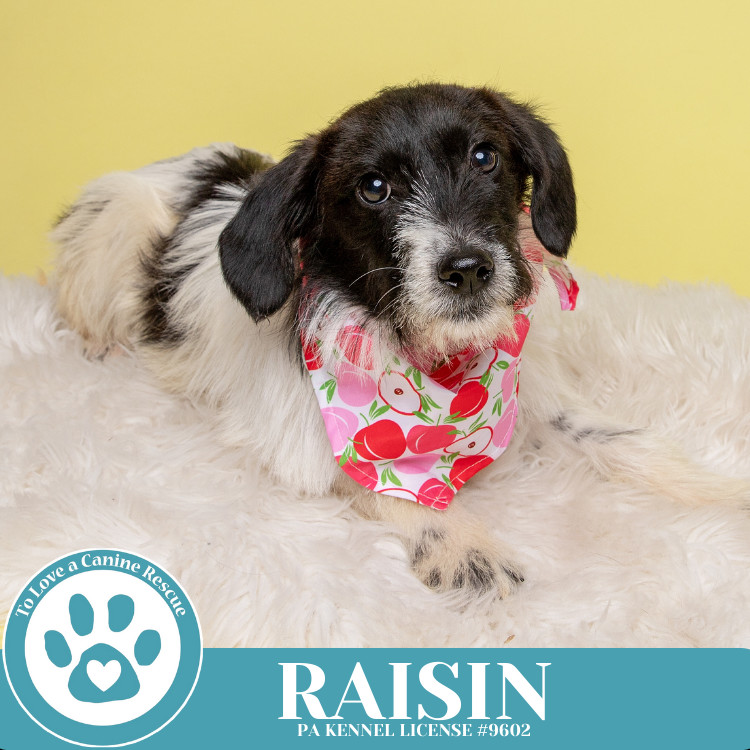 Raisin 041925