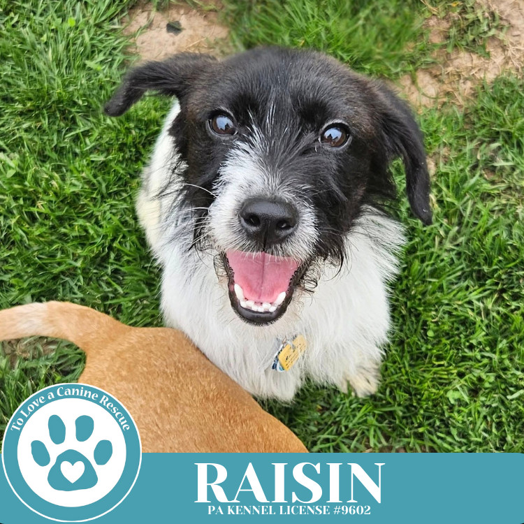 Raisin 041925