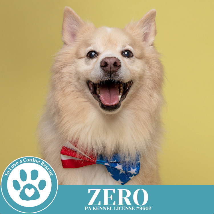 Zero 041925, an adoptable Spitz in Kimberton, PA, 19442 | Photo Image 1