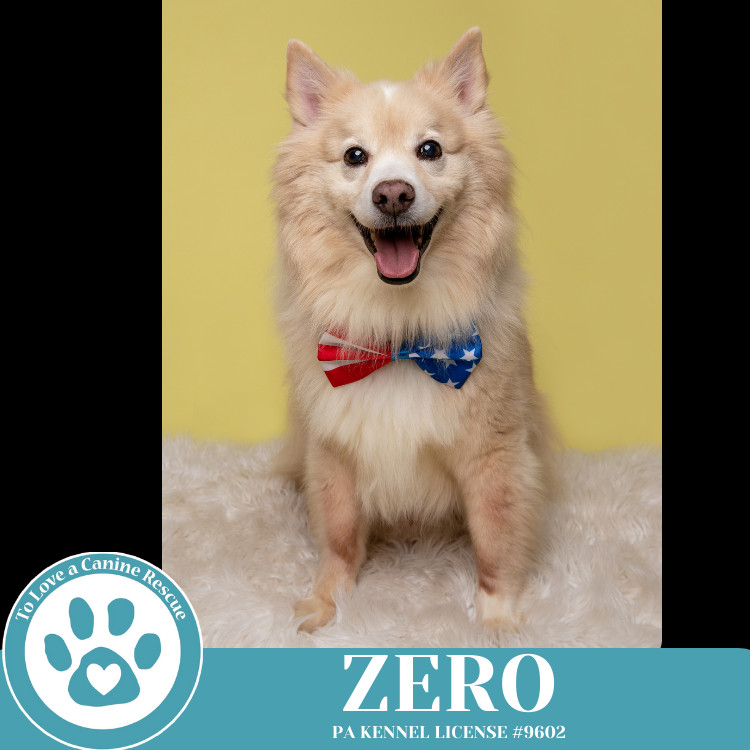 Zero 041925, an adoptable Spitz in Kimberton, PA, 19442 | Photo Image 2