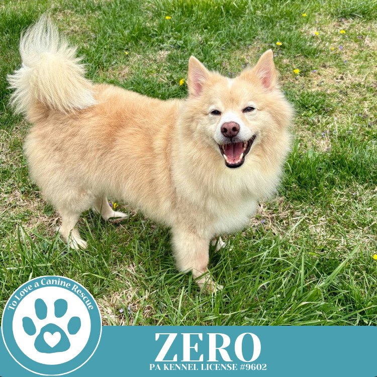 Zero 041925, an adoptable Spitz in Kimberton, PA, 19442 | Photo Image 3