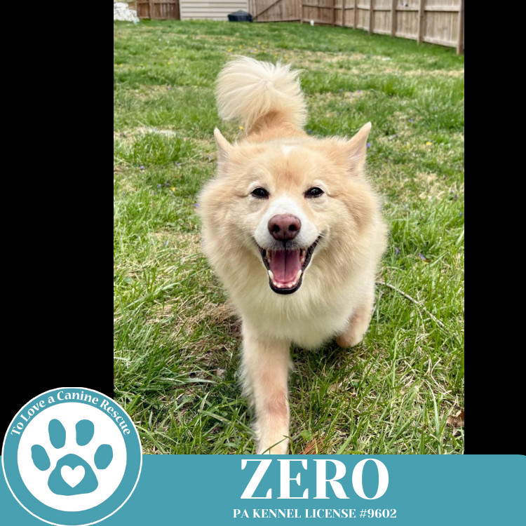 Zero 041925, an adoptable Spitz in Kimberton, PA, 19442 | Photo Image 4