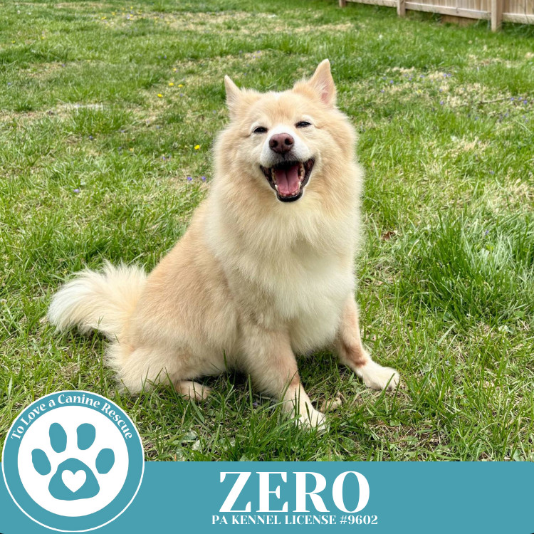 Zero 041925, an adoptable Spitz in Kimberton, PA, 19442 | Photo Image 5
