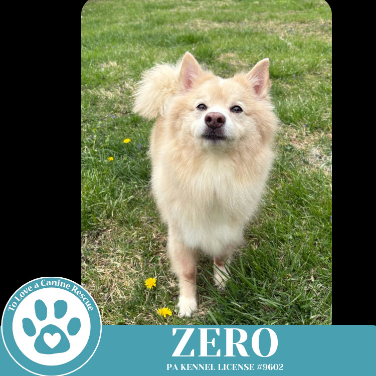 Zero 041925, an adoptable Spitz in Kimberton, PA, 19442 | Photo Image 6