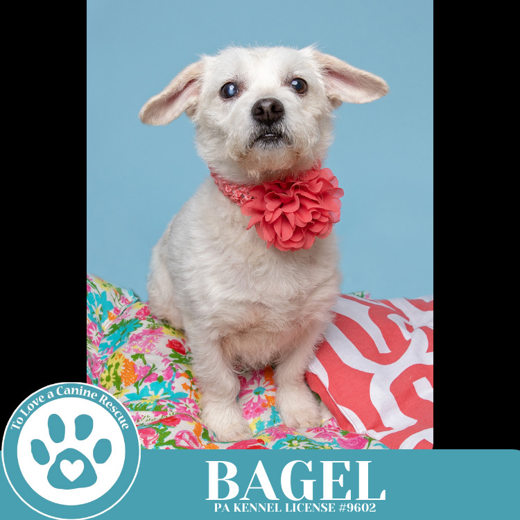 Bagel 041925