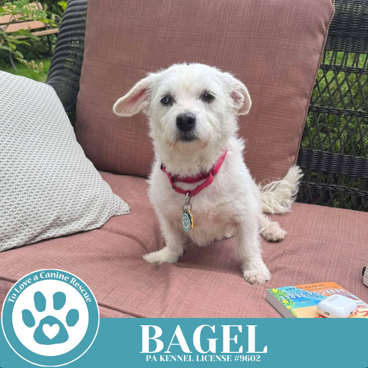 Bagel 041925