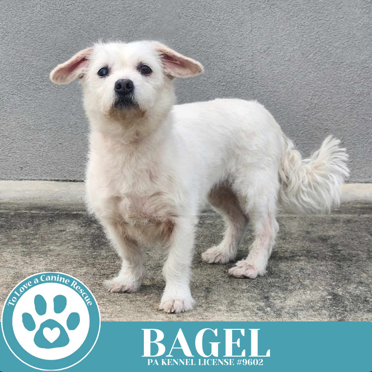 Bagel 041925