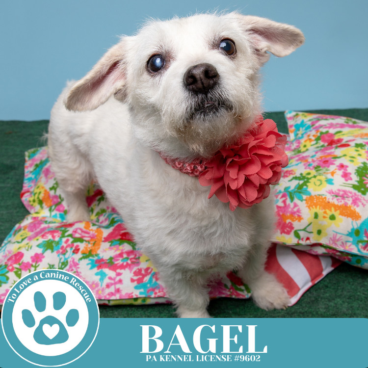 Bagel 041925