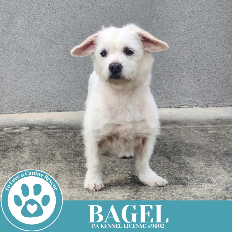 Bagel 041925