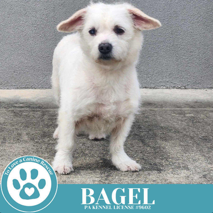 Bagel 041925
