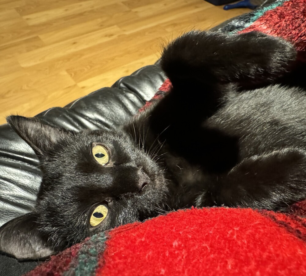 Raven, an adoptable Domestic Short Hair in Aurora, CO, 80016 | Photo Image 1