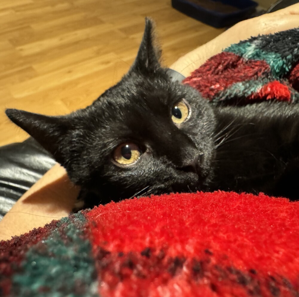Raven, an adoptable Domestic Short Hair in Aurora, CO, 80016 | Photo Image 4
