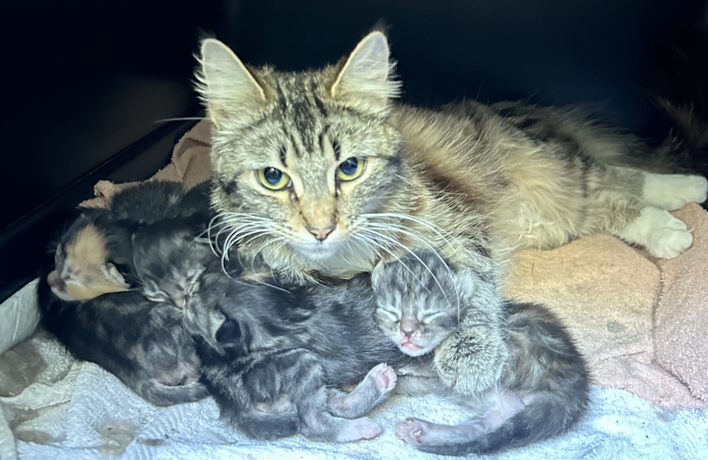 Daytona of the Beech babies
