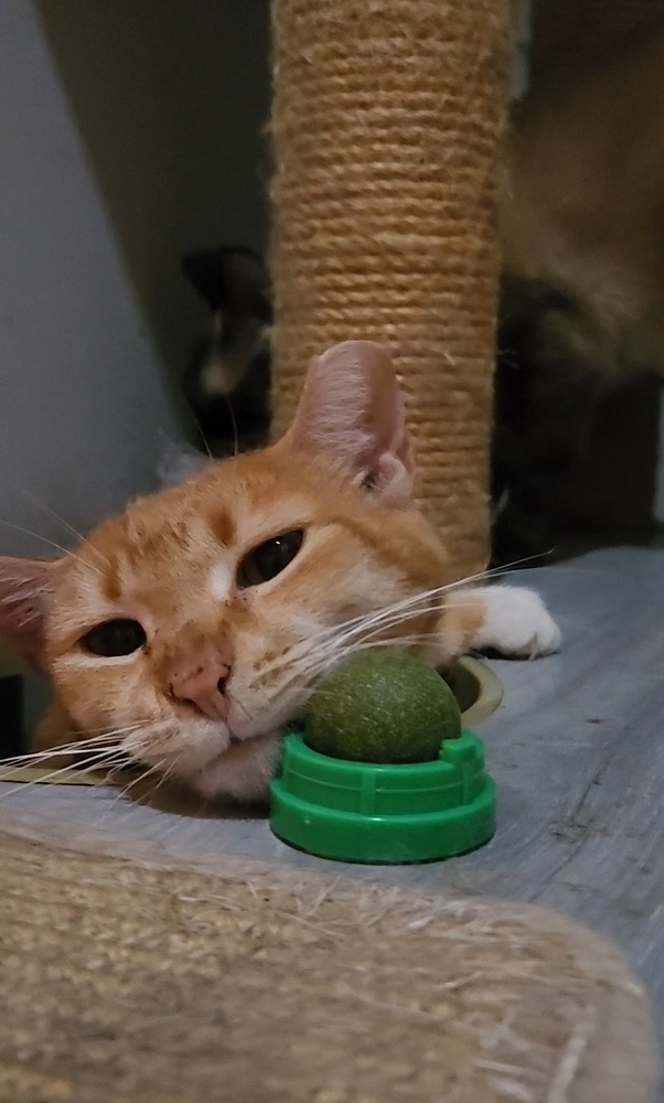 Creamsicle