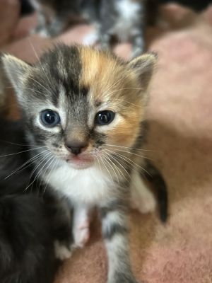 St Augustine of the Beech babies, Baby Female Maine Coon