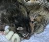 St Augustine of the Beech babies photo 3