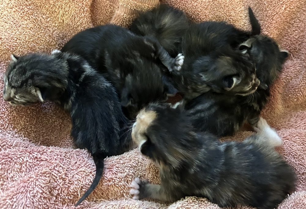St Augustine of the Beech babies