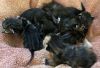 St Augustine of the Beech babies photo 4