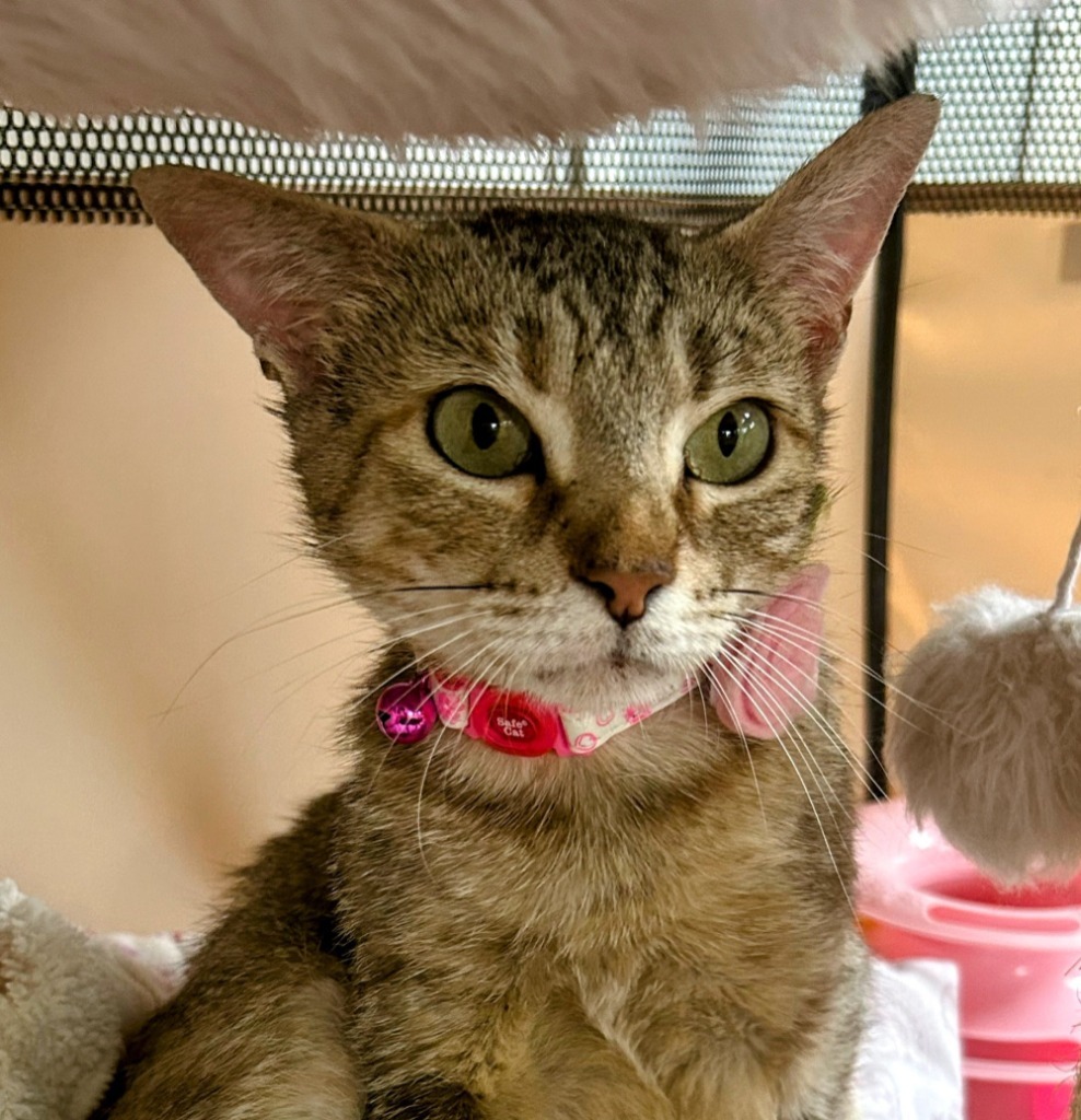 Uptown Girl, an adoptable Abyssinian in Boerne, TX, 78006 | Photo Image 1