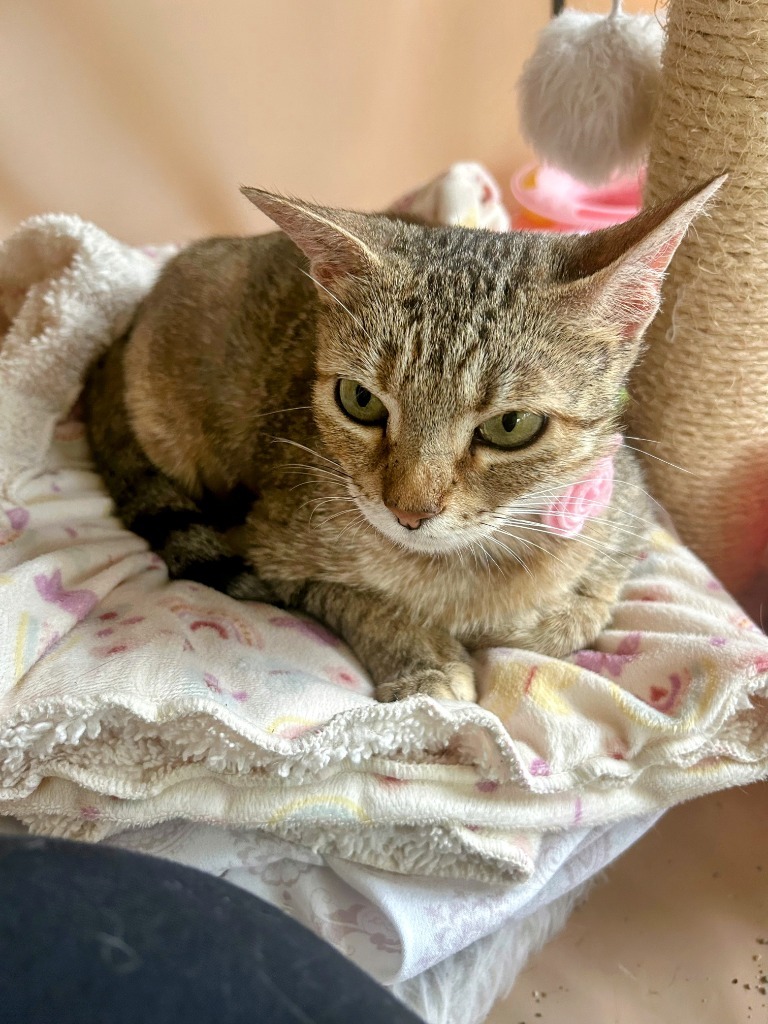 Uptown Girl, an adoptable Abyssinian in Boerne, TX, 78006 | Photo Image 4