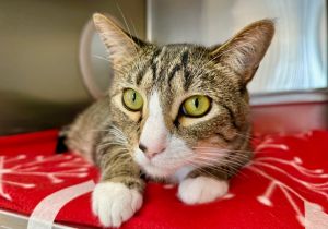Chip, Adult Male Domestic Short Hair