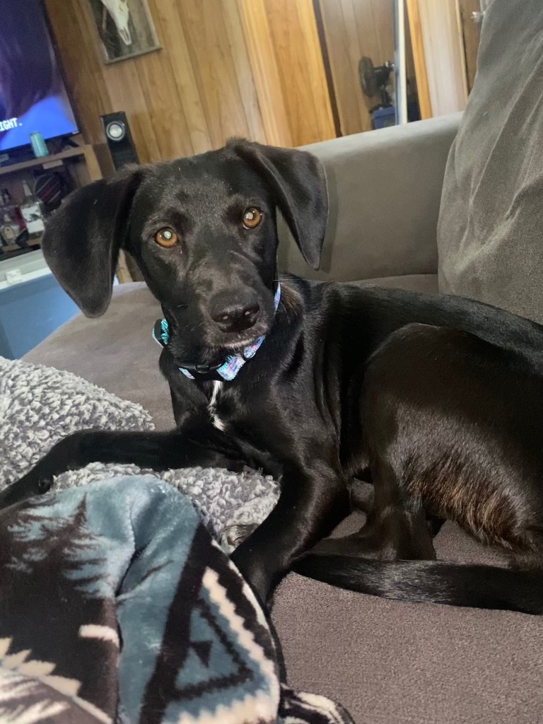 Dani