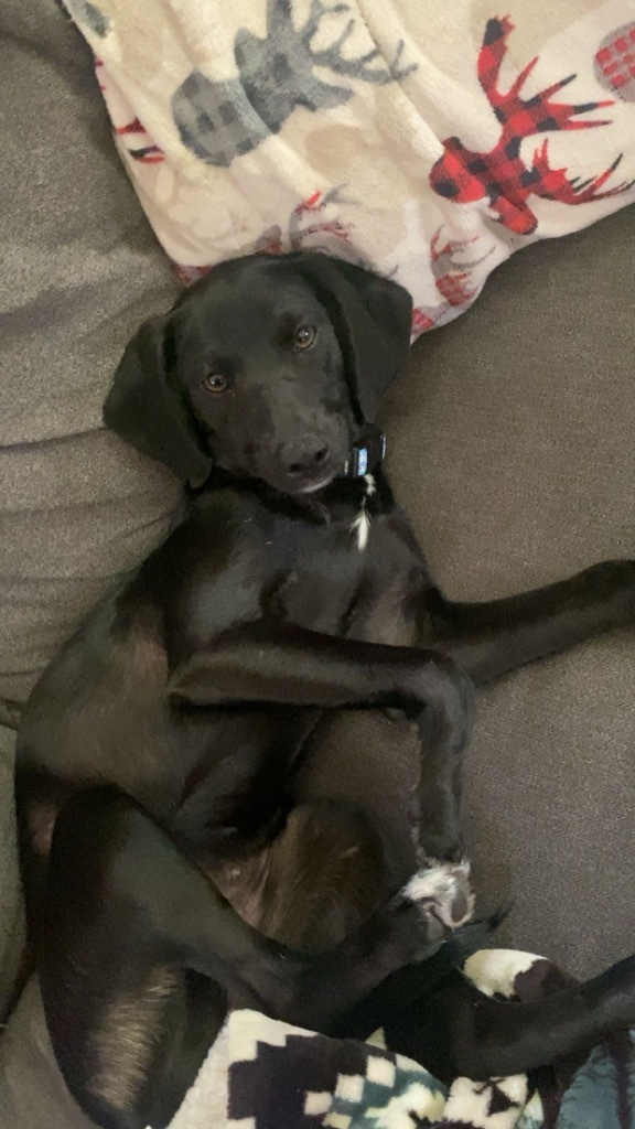 Dani