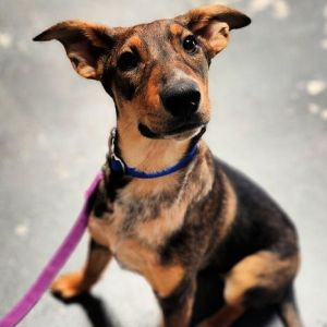 Personality sweet gentle Breed s hepherddobie mix Age 5 months Weight Sex female Energetic p