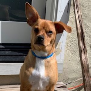 Personality  sensitive sweet boy Breed  t errier mix Age  est DOB 61624 Weight Sex male Resc