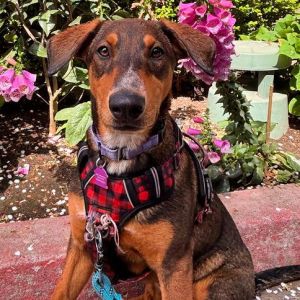 Personality sweet gentle Breed s hepherddobie mix Age 5 months Weight Sex female Rescued from
