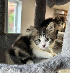 Cow Kitties : Holstein, Baby Male Domestic Long Hair