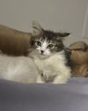 Cow Kitties : Holstein photo 2
