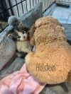 Cow Kitties : Holstein photo 3