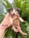 Cow Kitties : Holstein photo 4